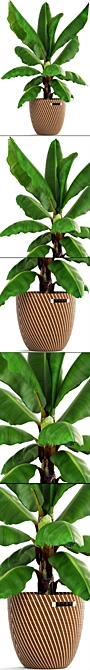 Tropical Vibes in a Pot: Banana Palm 3D model image 2