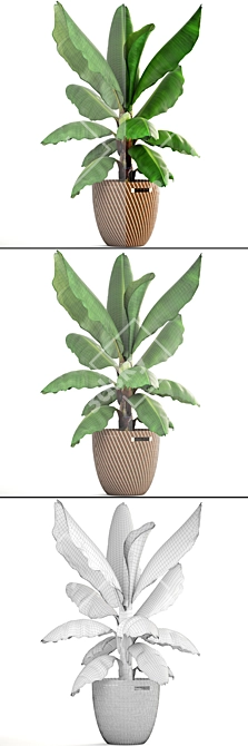 Tropical Vibes in a Pot: Banana Palm 3D model image 3