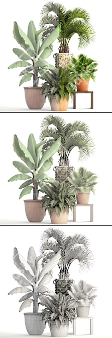 Tropical Plant Collection 3D model image 3