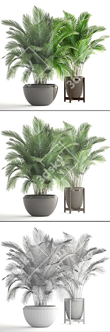 Tropical Paradise: Areca Palm Collection 3D model image 3