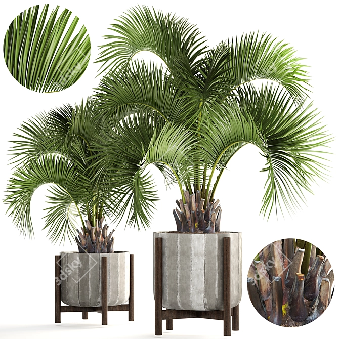 Exotic Butia Capitata Palms 3D model image 1