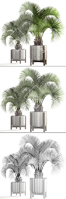 Exotic Butia Capitata Palms 3D model image 3