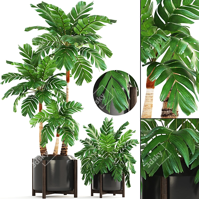 Elegant Chamaedorea: Perfect Palm for Your Interior 3D model image 1