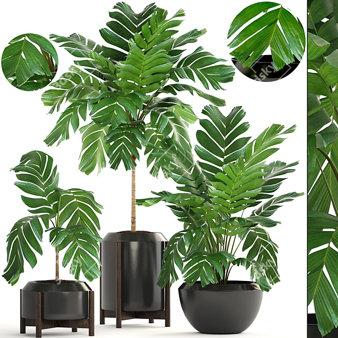 Elegant Chamaedorea: Lush Indoor Palm 3D model image 1
