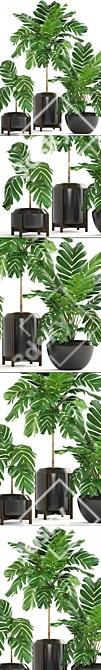 Elegant Chamaedorea: Lush Indoor Palm 3D model image 2