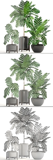 Elegant Chamaedorea: Lush Indoor Palm 3D model image 3