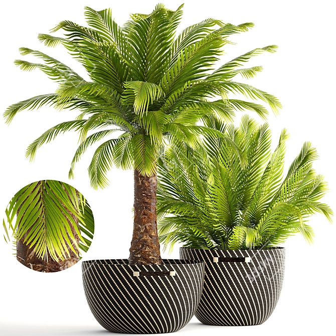 Exotic Phoenix Roebelenii Palm Collection 3D model image 1