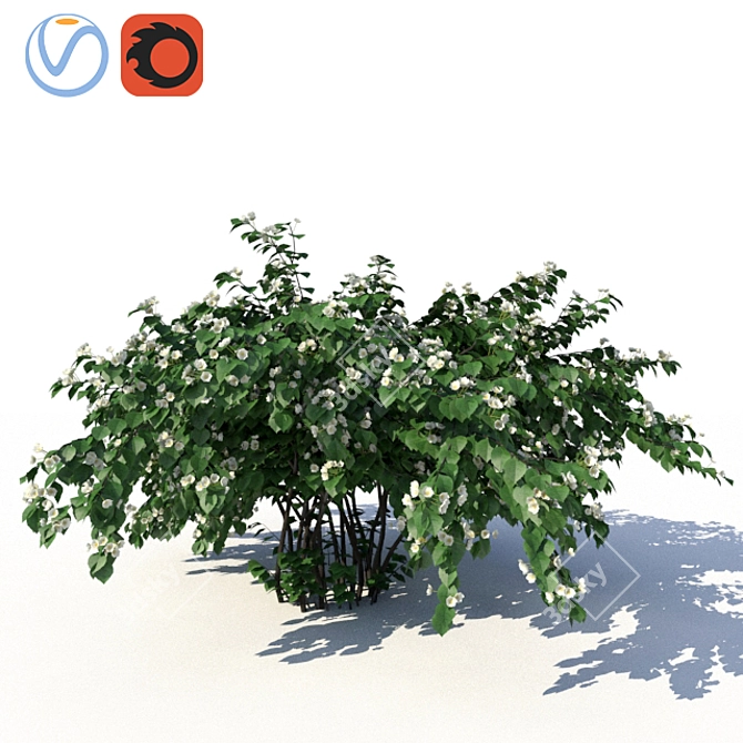 Chubushnik (Jasmine) Shrub - Versatile and Detailed 3D model image 1