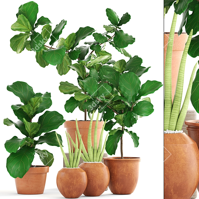 Exotic Plant Collection: Ficus Lyrata & Sansevieria 3D model image 1
