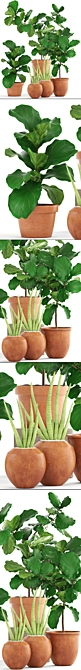 Exotic Plant Collection: Ficus Lyrata & Sansevieria 3D model image 2