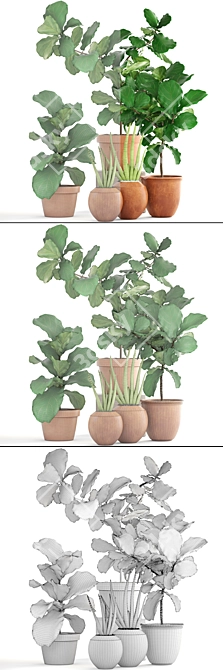 Exotic Plant Collection: Ficus Lyrata & Sansevieria 3D model image 3