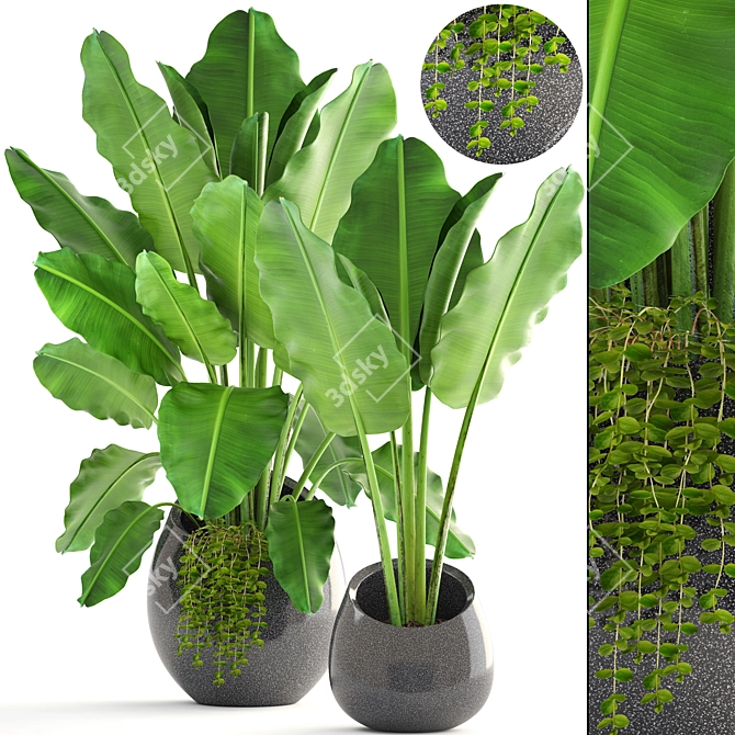 Tropical Delights: Banana Palm Collection 3D model image 1