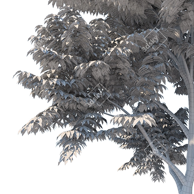 Versatile Fraxinus Excelsior Variations 3D model image 2