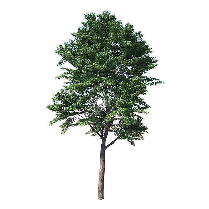 Versatile Fraxinus Excelsior Variations 3D model image 3