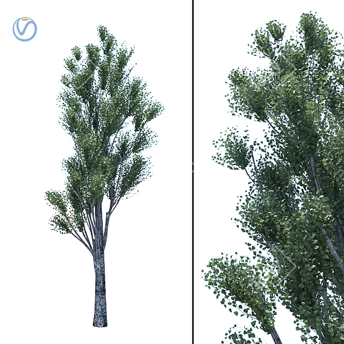 Tall Poplar Tree for Vray 3D model image 1