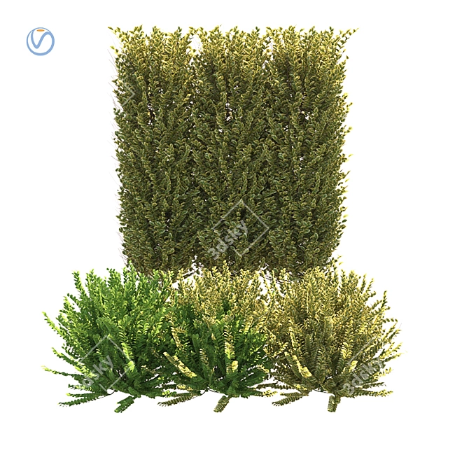 Realistic Ligustrum Ovalifolium Bush - 2 Variations 3D model image 1