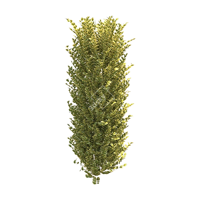 Realistic Ligustrum Ovalifolium Bush - 2 Variations 3D model image 2