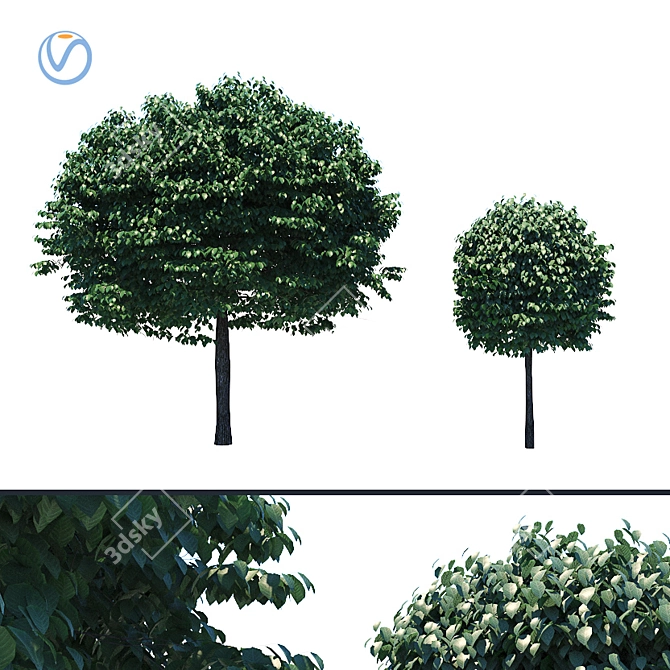 Compact Fraxinus Tree: Perfect for Small Gardens 3D model image 1