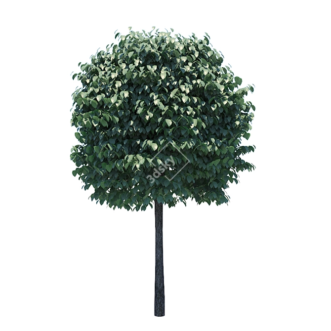 Compact Fraxinus Tree: Perfect for Small Gardens 3D model image 3