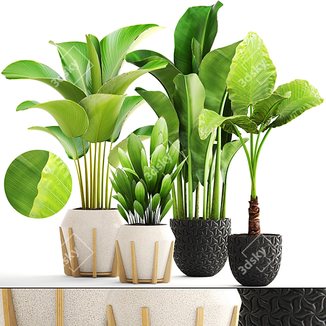 Exotic Indoor Plant Collection 3D model image 1