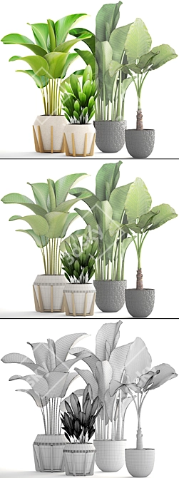 Exotic Indoor Plant Collection 3D model image 3