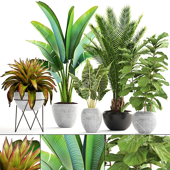 Exotic Plant Collection: Palm, Banana, Ficus 3D model image 1