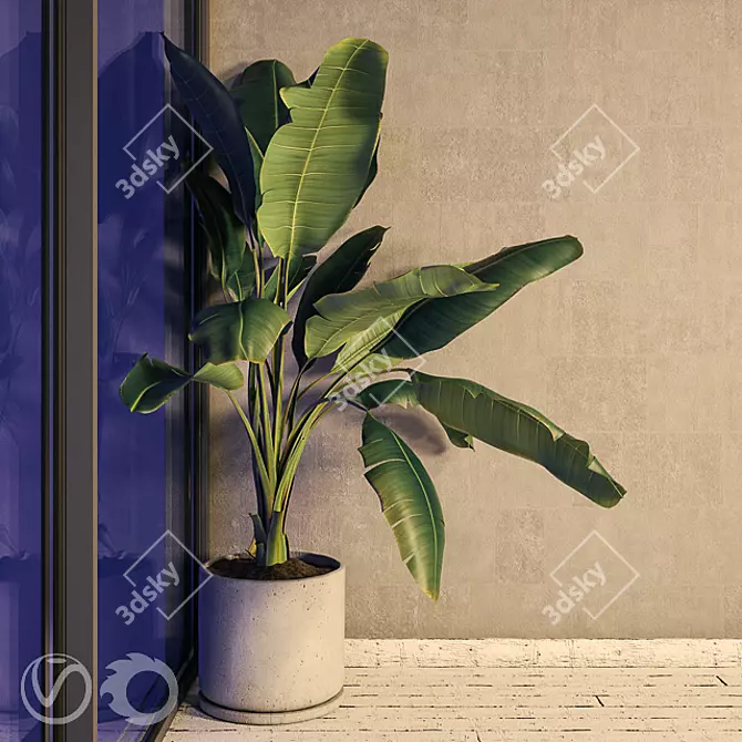 Strelizia Plant in Concrete Pot 3D model image 3