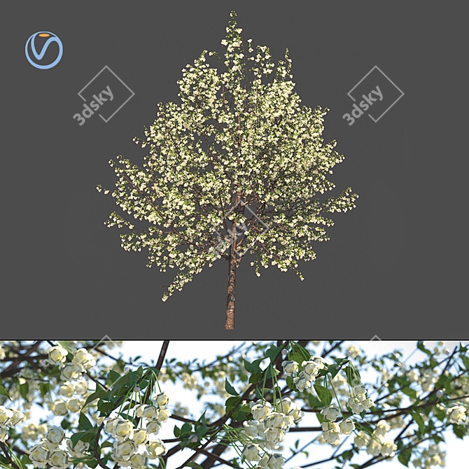 French Beauty: Prunus Avium Plena 3D model image 1