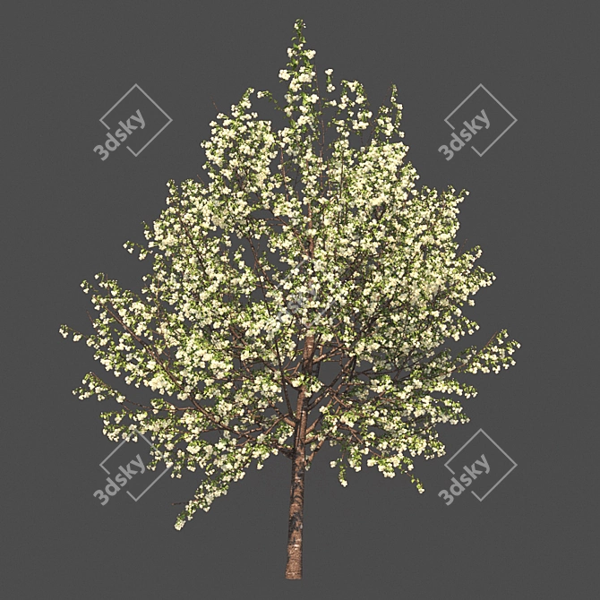 French Beauty: Prunus Avium Plena 3D model image 2