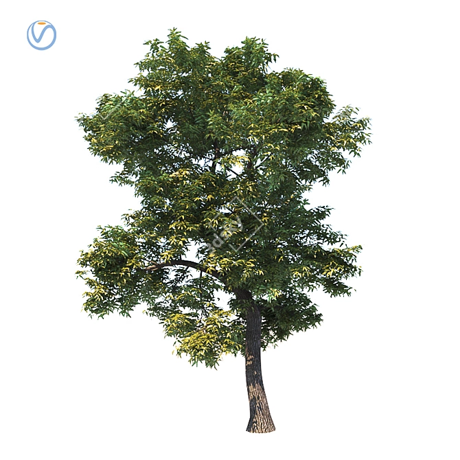 Realistic Fraxinus Ornus Tree 3D model image 1