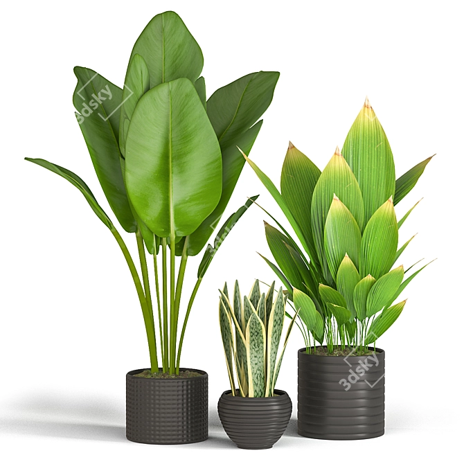 Tropical Green Trio: Bananna, Sansevieria & Palm 3D model image 1