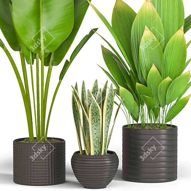 Tropical Green Trio: Bananna, Sansevieria & Palm 3D model image 2