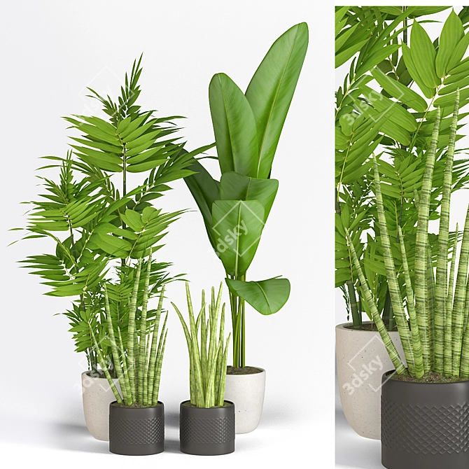 Greenery Collection: Banana, Sansevieria, Bamboo 3D model image 1