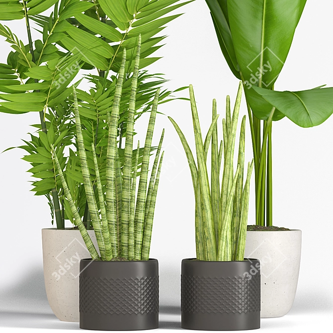 Greenery Collection: Banana, Sansevieria, Bamboo 3D model image 2