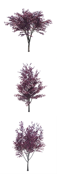 Prunus Cerasifera Tree Collection 3D model image 2