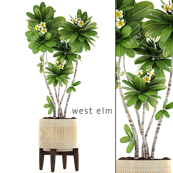 Elegant Blooming Plumeria in West Elm Pot 3D model image 1