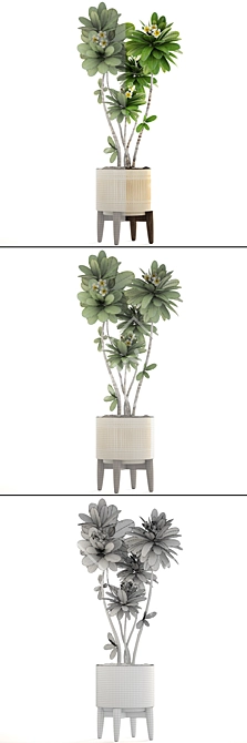 Elegant Blooming Plumeria in West Elm Pot 3D model image 3