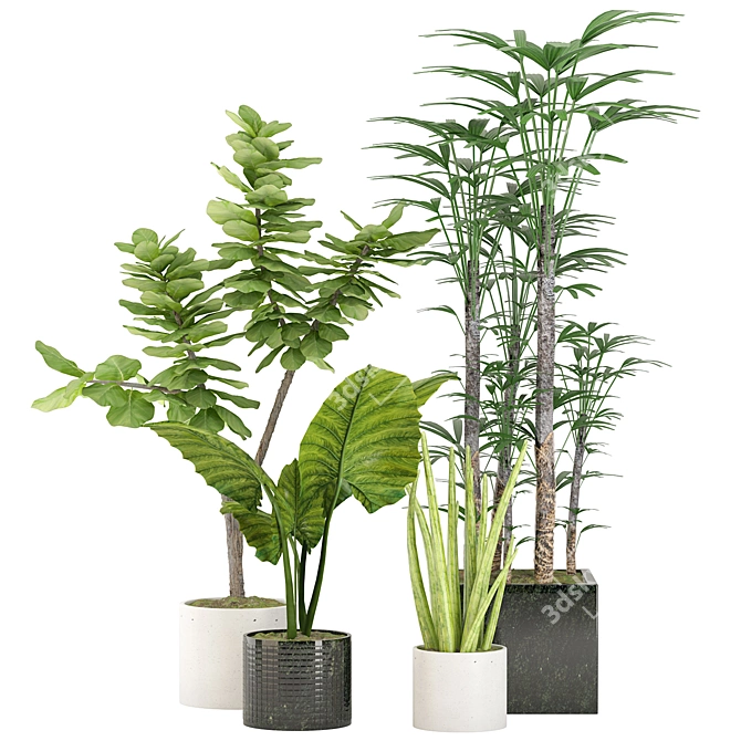 Tropical Indoor Plant Set 3D model image 1