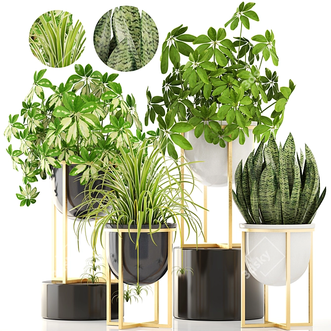 Luxury Indoor Plant Collection 3D model image 1