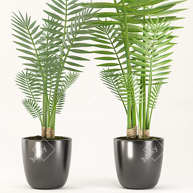 Black Vase Palm Set 3D model image 2