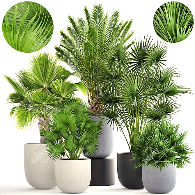Exotic Palm Collection: Interior Pot Set 3D model image 1