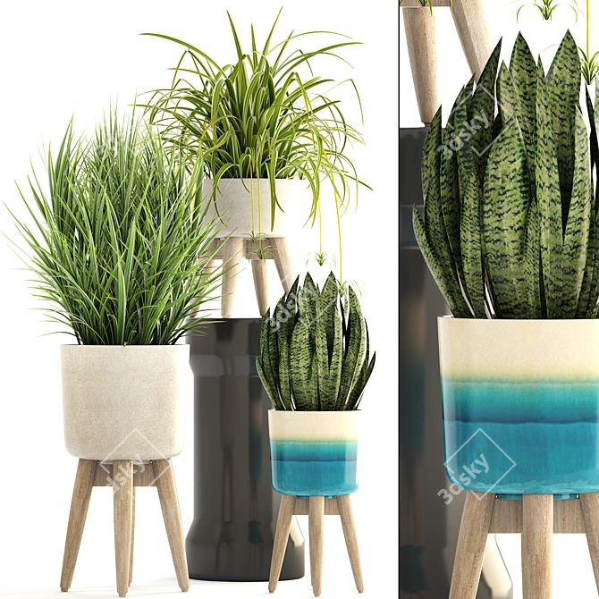 Indoor Plant Collection: Chlorophytum & Sansevieria 3D model image 1