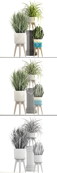 Indoor Plant Collection: Chlorophytum & Sansevieria 3D model image 3