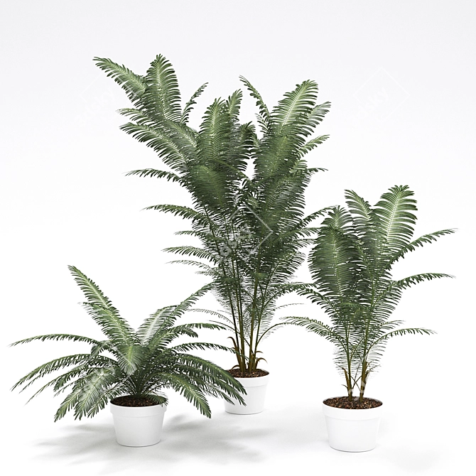Tropical Paradise Palm Tree 3D model image 1