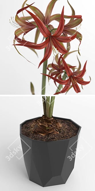  Elegant Amaryllis Flower in ELHO Pot 3D model image 2