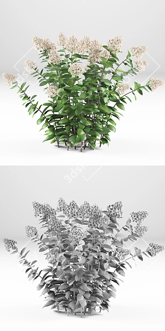 Hydrangea Paniculata | Hortel Library 3D model image 3