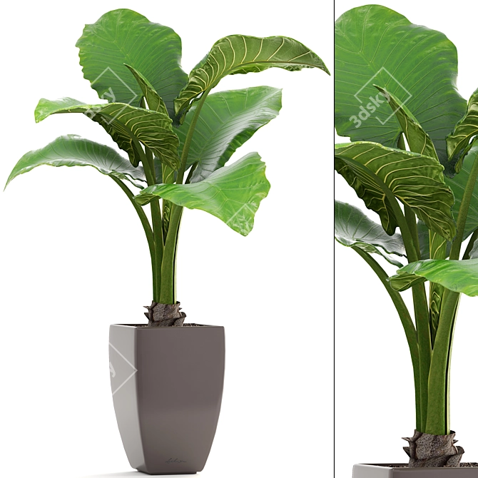 Exotic Alocasia: Large Root|Pot, Indoor Plant 3D model image 1