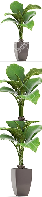 Exotic Alocasia: Large Root|Pot, Indoor Plant 3D model image 2