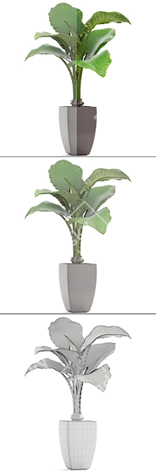 Exotic Alocasia: Large Root|Pot, Indoor Plant 3D model image 3