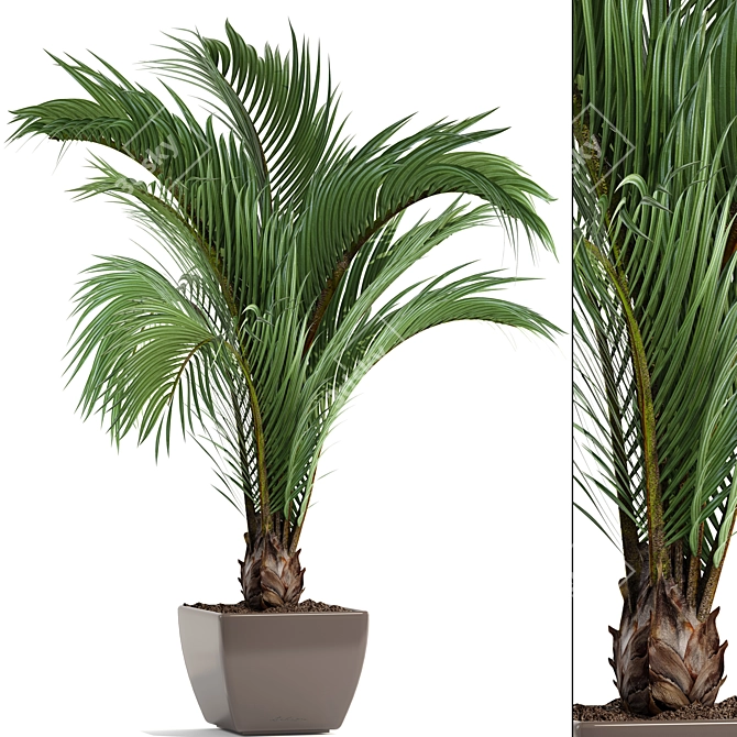 Tropical Elegance: Hedyscepe Canterburyana 3D model image 1